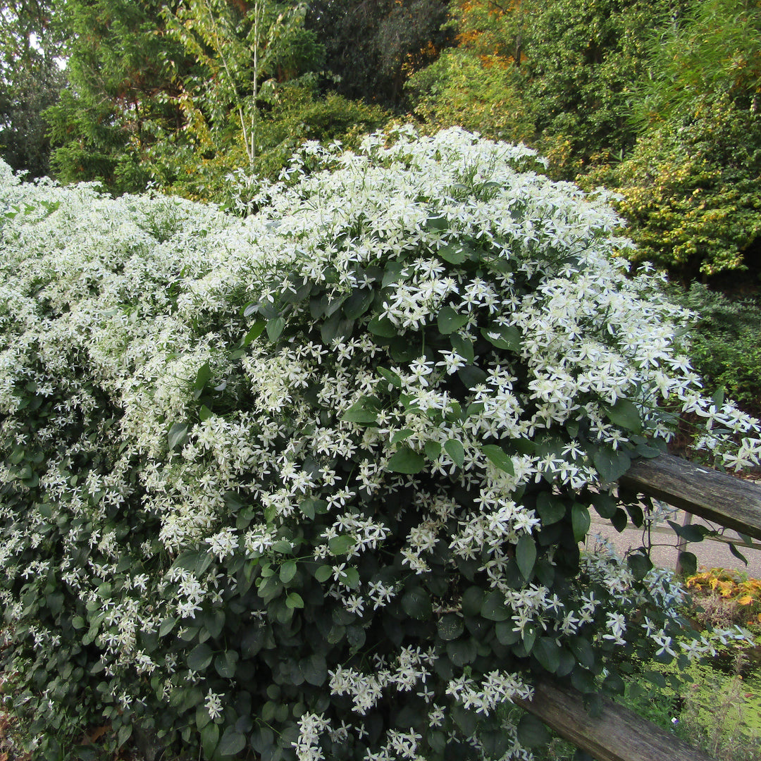 Clematis 'Sweet Autumn' ~ Sweet Autumn Clematis