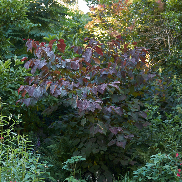 Cercis canadensis 'Greswan' ~ Burgundy Hearts® Redbud