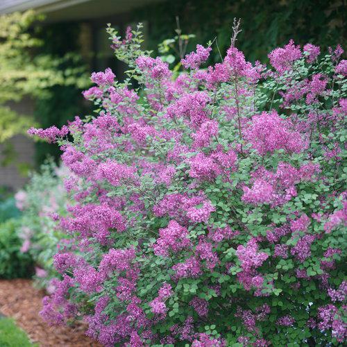 Syringa x 'SMSJBP7' ~ Bloomerang® Dark Purple Lilac