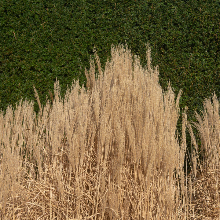 Miscanthus sinensis 'Rotsilber' ~ Red Silver Maiden Grass