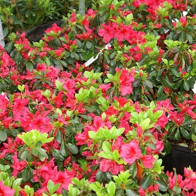 Rhododendron x girard 'Girard's Crimson' ~ Girard's Crimson Azalea