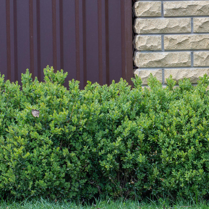 Buxus ‘SB300’ PP32421 ~ NewGen™ Freedom®  Boxwood