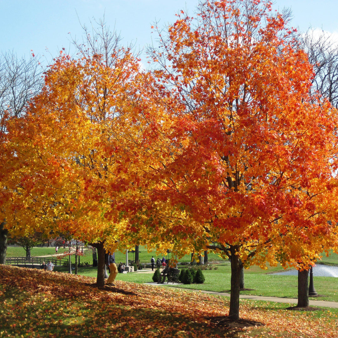 Acer saccharum ~ Sugar Maple