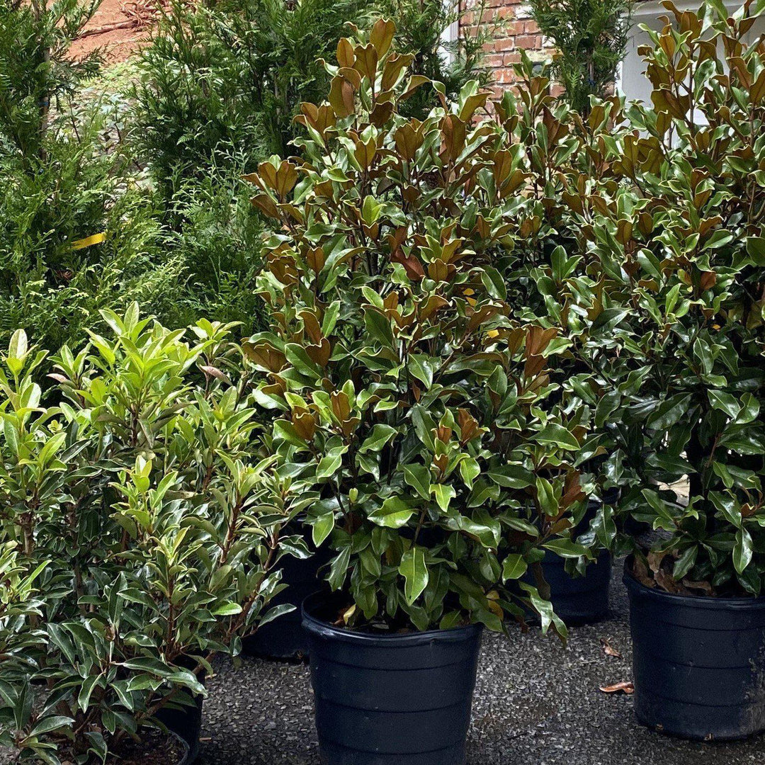 Magnolia grandiflora 'Bracken's Brown Beauty' ~ Bracken's Brown Beauty Southern Magnolia