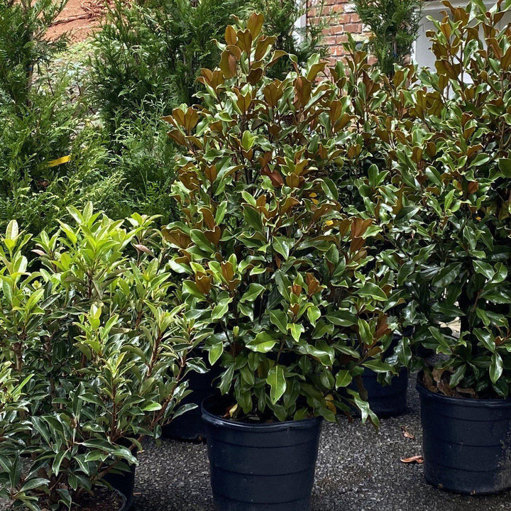 Magnolia grandiflora 'Bracken's Brown Beauty' ~ Bracken's Brown Beauty Southern Magnolia