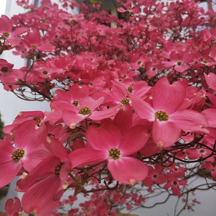 Cornus florida 'Cherokee Chief' ~ Cherokee Chief Dogwood